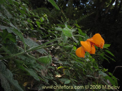 Фотография Loasa acanthifolia (). Щелкните, чтобы увеличить вырез.